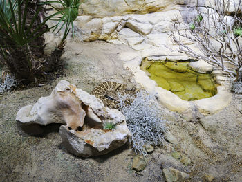High angle view of sheep on rock
