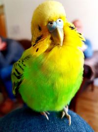 Close-up of parrot perching