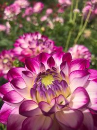 Close-up of pink rose flower