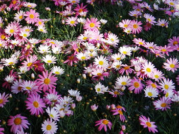 High angle view of flowering plants on field