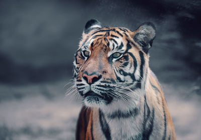 Close-up of a tiger