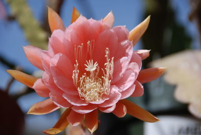 Close-up of pink flower blooming outdoors