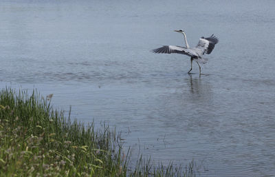 Bird flying over lake