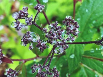 Close-up of flowers growing on tree