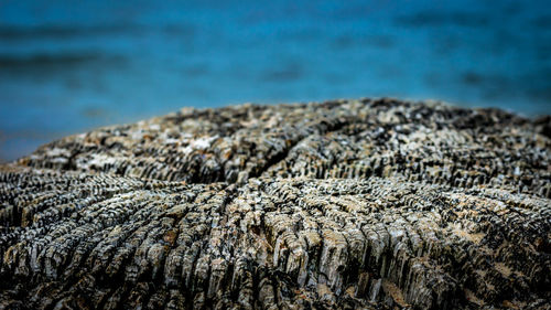 Close-up of rock on beach