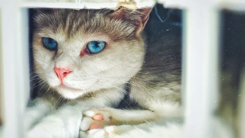 Close-up portrait of cat