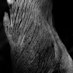 Close-up of tree trunk