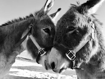 Close-up of a horse