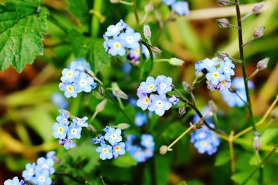 Close-up of blue flowering plants