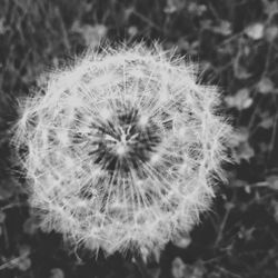 Close-up of dandelion flower