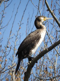 Low angle view of bird perching on branch