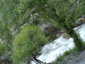 Close-up of tree by water