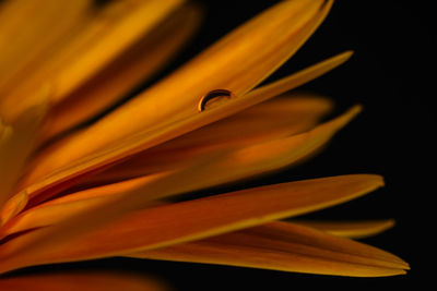 Close-up of yellow flower