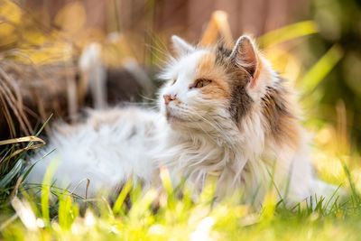 Close-up of a cat on field