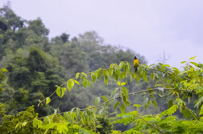 Close-up of green plants on land against sky