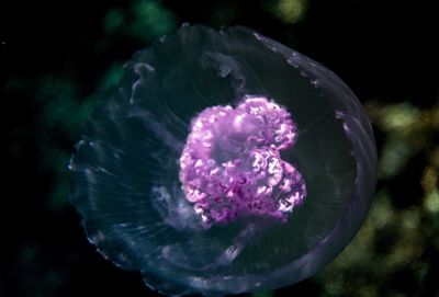 Close-up of jellyfish in water