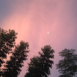 Low angle view of silhouette trees against sky at night