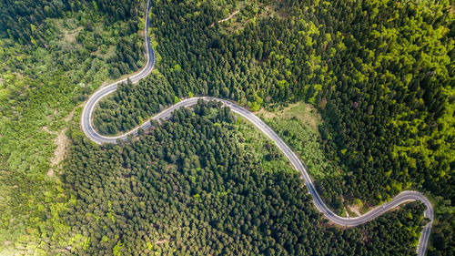 High angle view of road amidst trees in forest