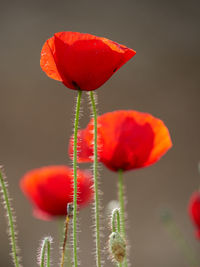 Close-up of red poppy