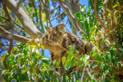 Low angle view of lizard on tree