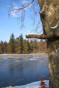 Trees in forest during winter