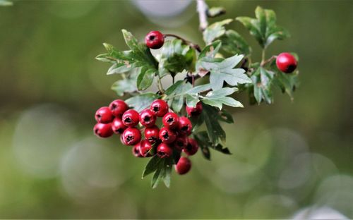 Close-up of red berries growing on tree