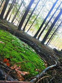 Plants growing on tree trunk