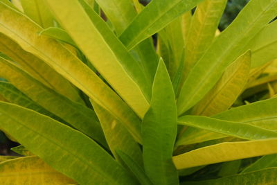 Full frame shot of leaves