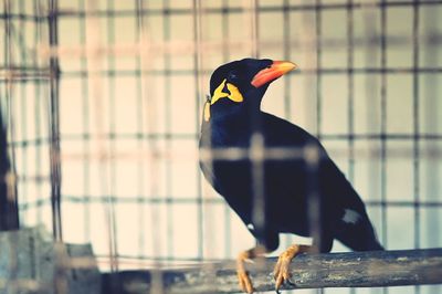 Close-up of bird perching outdoors