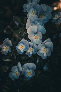 Close-up of white flowering plants