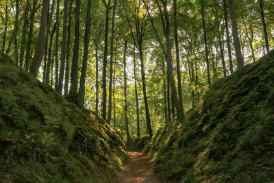 View of footpath in forest