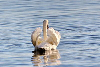 Duck swimming in water