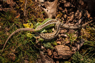 View of lizard on tree in field