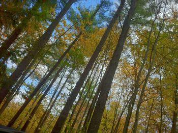 Low angle view of trees in forest