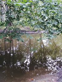 Trees and plants in forest