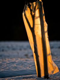 Close-up of yellow leaf on beach against sky at night