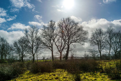 Trees on field against sky