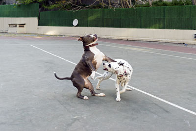 Dogs playing with ball