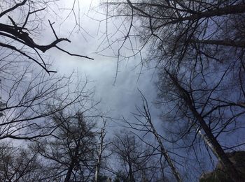 Low angle view of bare trees against sky