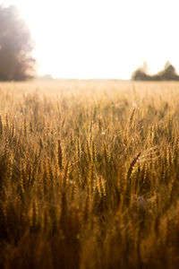 Golden hour. italian crop field in the summer, during sunset 