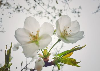 Close-up of white flower tree