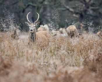 Deer in a field