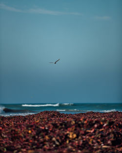 View of birds flying over sea against sky