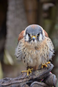 Portrait of kestrel perching on hand