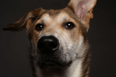 Close-up portrait of dog against black background