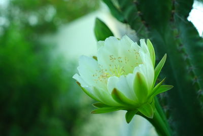 Close-up of white flowering plant