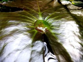 Close-up of an animal