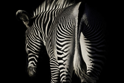 Rear view of zebra standing against black background