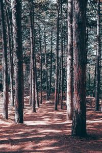 Trees in forest