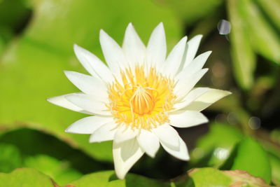 Close-up of white flower